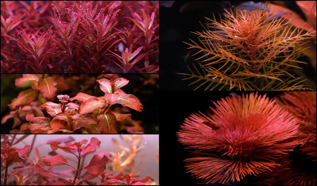 aquarium plants